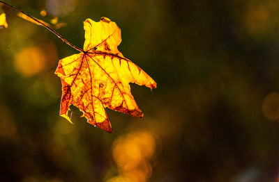 Close-up of yellow maple leaves