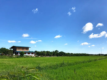 Scenic view of agricultural field against sky