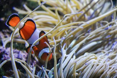 Close-up of fish swimming in sea