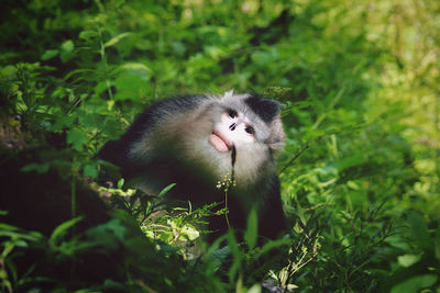 View of an animal on field
