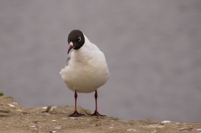 Close-up of bird perching on shore