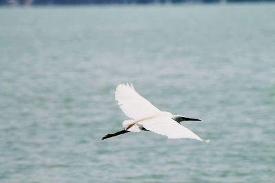 Close-up of bird flying