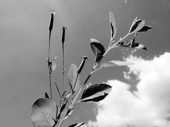 Low angle view of flowering plant against sky