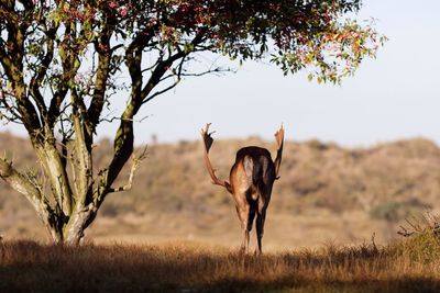 Rear view of stag grazing by tree on field at forest