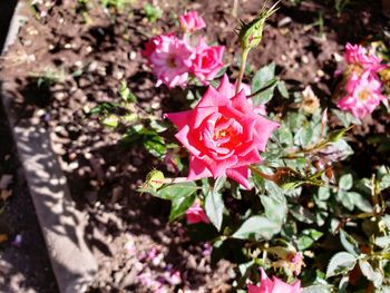 Close-up of pink roses