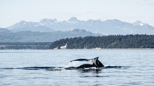 A humpback mother and calf slowly diving on a calm ocean.