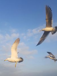 Seagulls flying against sky