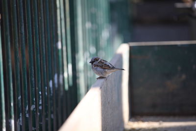 Close-up of bird perching on railing