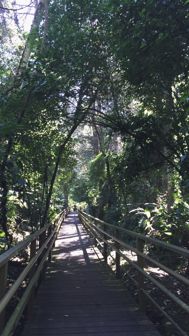 tree, growth, nature, no people, beauty in nature, outdoors, day, tranquility, the way forward, bamboo grove