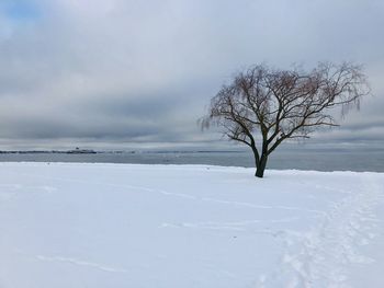 Bare tree on snow covered land against sky