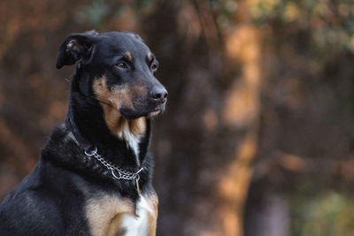 Close-up of a dog looking away