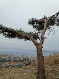 Tree by sea against clear sky