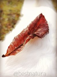 Close-up of dried leaf on table