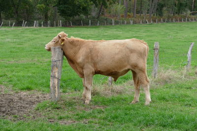 Side view of horse standing on field