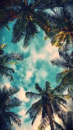 Low angle view of palm trees against sky