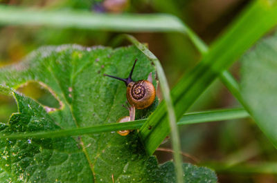 Close-up of snail on plant