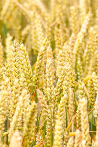 Close-up of wheat field