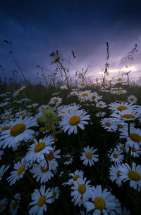 Close-up of flowering plants on field against sky