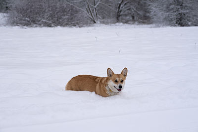 Dog standing on snow covered field