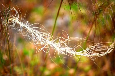 Close-up of plant against blurred background