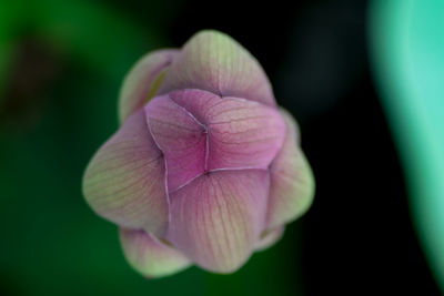 Close-up of pink flower