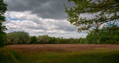 Scenic view of field against sky
