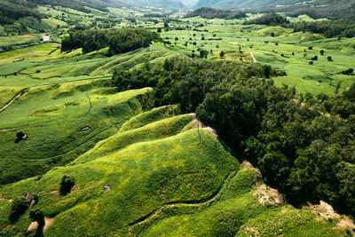 High angle view of agricultural field