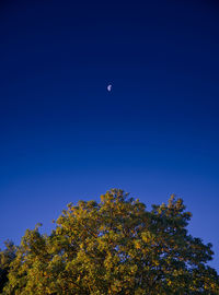 Low angle view of tree against clear blue sky