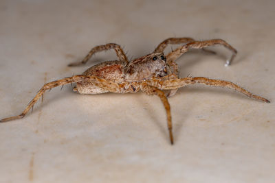 Close-up of spider on web