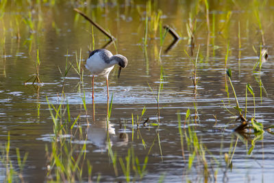 View of bird in lake