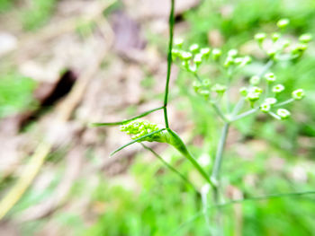 Close-up of small plant growing on land