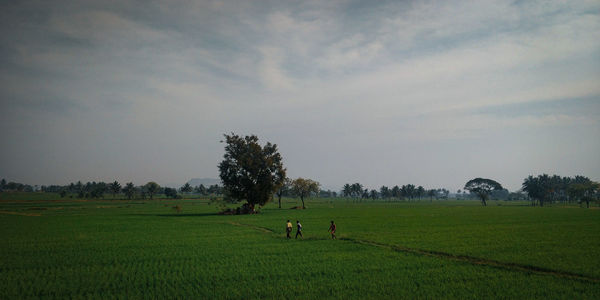 Scenic view of agricultural field against sky