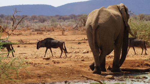 African elephant and wildebeests on field