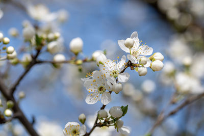 Close-up of white cherry blossom tree