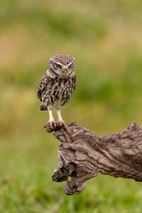 Close-up of bird perching on branch