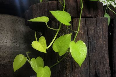 Close-up of green leaves on wood