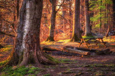 Trees in forest