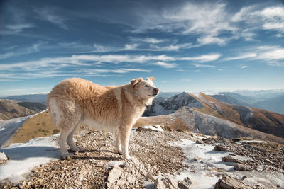 Side view of dog standing on mountain against sky