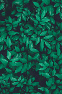 Full frame shot of green plant
