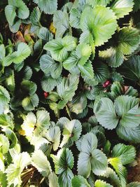 Full frame shot of flowering plants