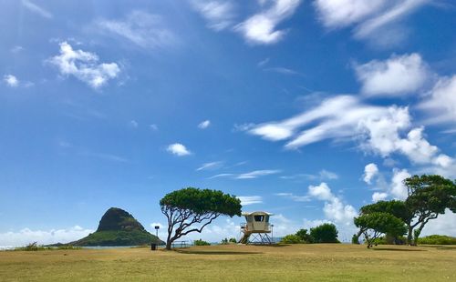 Trees on field against sky