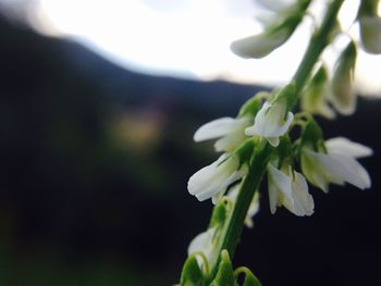 Close-up of plant