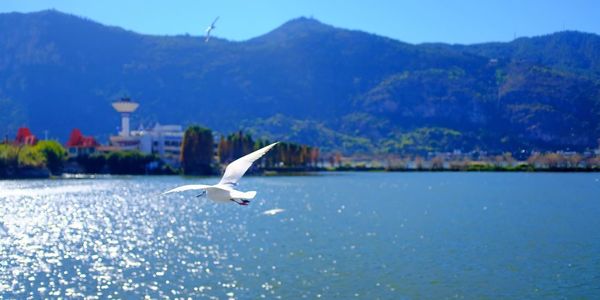 Seagull flying over a lake