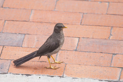 High angle view of a bird