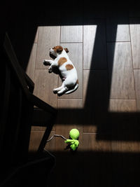 High angle view of a dog on floor