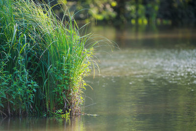 Plants growing in lake