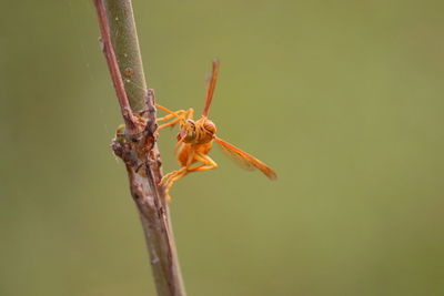 Close-up of insect on plant