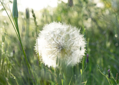 Close-up of dandelion on field