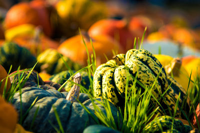 Close-up of pumpkins