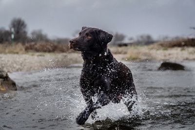 Dog standing in water